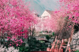 Hoa Anh Đào