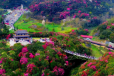Bách Lý Đỗ Quyên