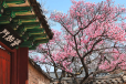 HÀ NỘI - SEOUL - NAMI - EVERLAND - CÔNG VIÊN YEOUIDO - RỪNG SEOUL