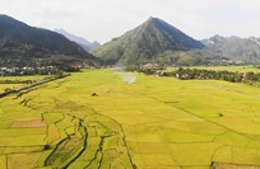 MÙ CANG CHẢI – HỒ THÁC BÀ MÙA LÚA CHÍN