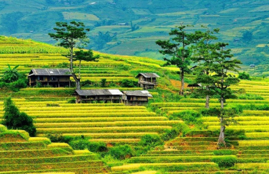 MÙ CANG CHẢI - CÙ  VAI - TRẠM TẤU MÙA LÚA CHÍN