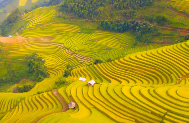 MÙ CANG CHẢI - SAPA MÙA LÚA CHÍN 