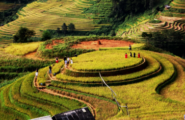 ĐỒI MÂM XÔI – RỪNG TRÚC – ĐỒI MÓNG NGỰA - MÙ CANG CHẢI