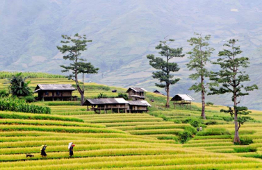 TOUR ĐỒI MÂM XÔI – RỪNG TRÚC – ĐỒI MÓNG NGỰA - MÙ CANG CHẢI 2N1Đ