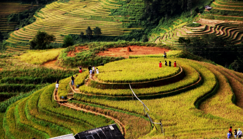 ĐỒI MÂM XÔI – RỪNG TRÚC – ĐỒI MÓNG NGỰA - MÙ CANG CHẢI