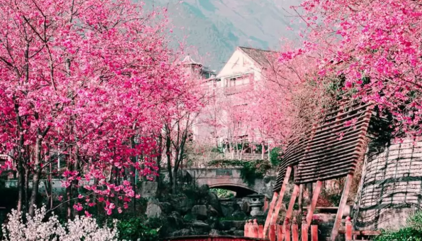Hoa Anh Đào