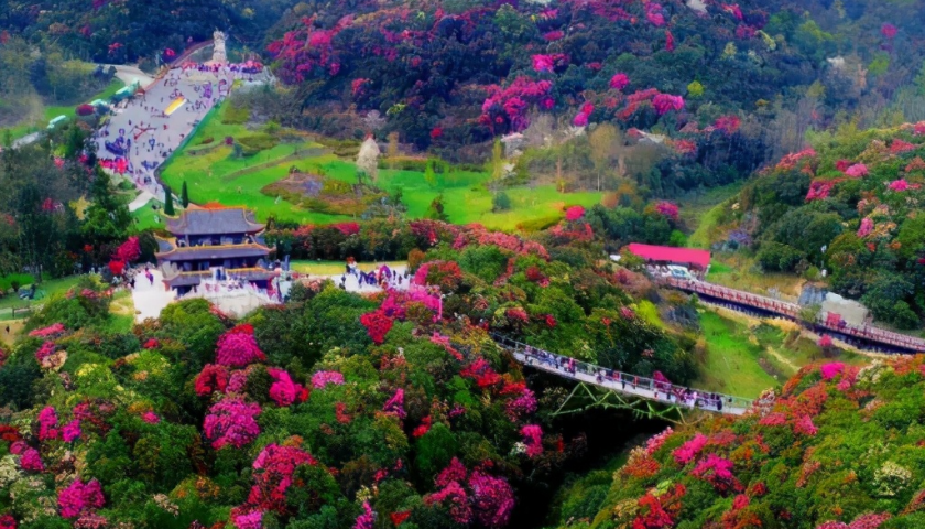 Bách Lý Đỗ Quyên