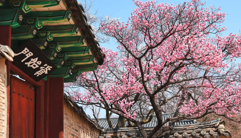 HÀ NỘI - SEOUL - NAMI - EVERLAND - CÔNG VIÊN YEOUIDO - RỪNG SEOUL